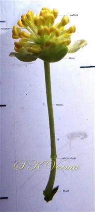  Male flower with jointed pedicel